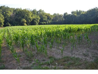 Property photo 58 - 64 Acre Farm Offered in 4 Tracts or in Combinations - Real Estate Auction